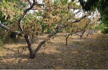 農林損失價格評估